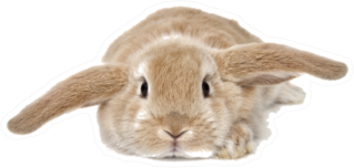 Cute Bunny Isolated On Background Sticker