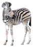 Cute Child Zebra Isolated On White Sticker