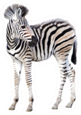 Cute Child Zebra Isolated On White Sticker