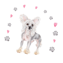 Cute Chinese Crested Sticker