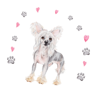 Cute Chinese Crested Sticker