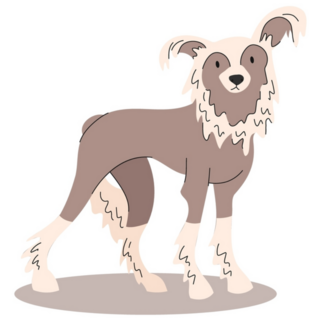 Cute Chinese Crested Sticker