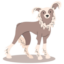 Cute Chinese Crested Sticker