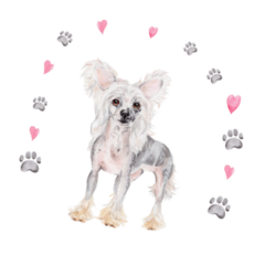 Cute Chinese Crested Sticker