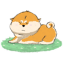 Cute Chubby Shiba Sticker
