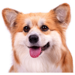Cute Corgi Photo Sticker