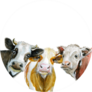 Cute Cows Watercolor Illustration Isolated On White Sticker