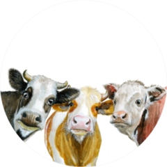 Cute Cows Watercolor Illustration Isolated On White Sticker