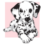 Cute Dalmatian Pink Square Sticker