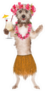 Cute Dog Dressed As A Hawaiian Hula Dancer Sticker