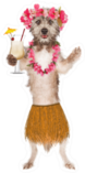 Cute Dog Dressed As A Hawaiian Hula Dancer Sticker
