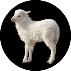 Cute Fluffy White Lamb Isolated On Black Sticker