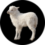 Cute Fluffy White Lamb Isolated On Black Sticker