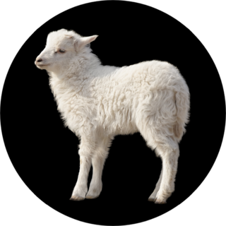 Cute Fluffy White Lamb Isolated On Black Sticker