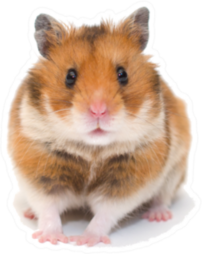 Cute Funny Syrian Hamster Sticker
