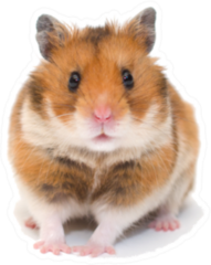 Cute Funny Syrian Hamster Sticker