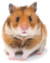 Cute Funny Syrian Hamster Sticker