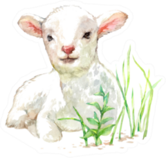 Cute Little Lamb On Watercolor Illustration Sticker