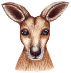 Cute Lovely Watercolor Illustration Of Kangaroo Sticker