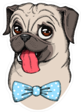 Cute Pug with Blue Bow Tie Sticker
