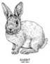Cute Rabbit Illustration, Hand Drawn Style Sticker