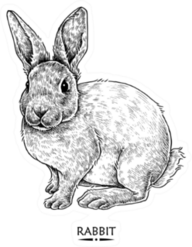 Cute Rabbit Illustration, Hand Drawn Style Sticker
