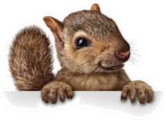 Cute Squirrel Hanging Over A Blank Banner Sticker