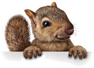 Cute Squirrel Hanging Over A Blank Banner Sticker