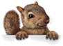 Cute Squirrel Hanging Over A Blank Banner Sticker