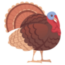 Cute Turkey Bird Cartoon Sticker