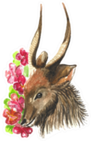 Cute Watercolor Antelope Among Big Red Flowers Sticker