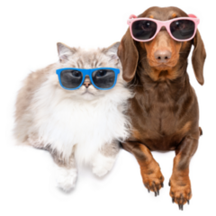 Dachshund And Cat Glasses Sticker