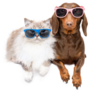 Dachshund And Cat Glasses Sticker