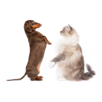 Dachshund And Cat Sitting Sticker
