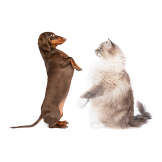 Dachshund And Cat Sitting Sticker