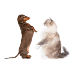 Dachshund And Cat Sitting Sticker