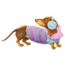 Dachshund In Sweater Sticker