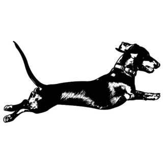 Dachshund Jump Sketch Sticker