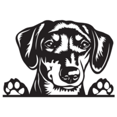 Dachshund Peeking Sticker