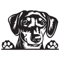 Dachshund Peeking Sticker