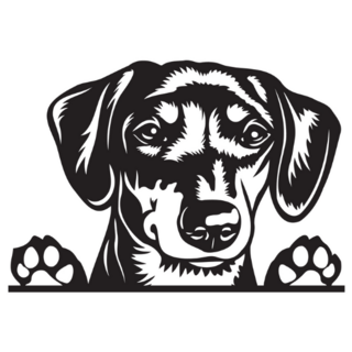 Dachshund Peeking Sticker
