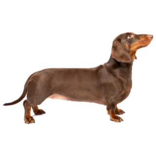 Dachshund Standing Sticker