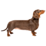 Dachshund Standing Sticker