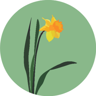 Daffodil Flower Illustration On Green Sticker