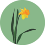 Daffodil Flower Illustration On Green Sticker