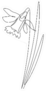 Daffodil Flower In Continuous Line Drawing Style Sticker