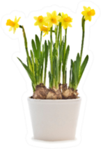 Daffodil Flower Plant In White Pot Sticker