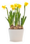 Daffodil Flower Plant In White Pot Sticker