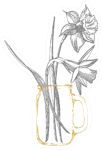 Daffodil Or Narcissus Flower Sketch In Jar Sticker