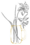 Daffodil Or Narcissus Flower Sketch In Jar Sticker